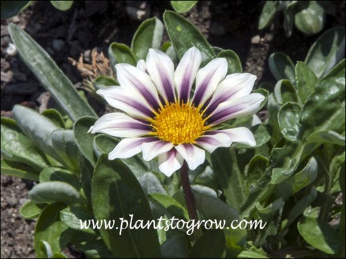 Gazania Big Kiss White Flame